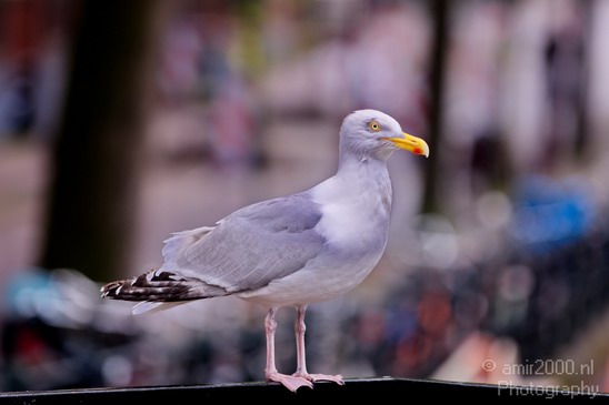 Seagull_nature_Landscape_Photography_006_Canon_EOS_5D_Mark_IV.JPG