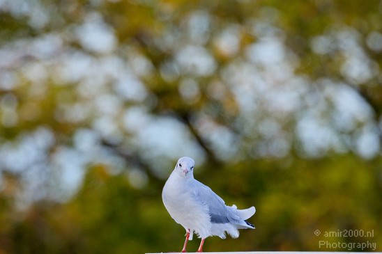 Seagull_nature_Landscape_Photography_008_Canon_EOS_5D_Mark_IV.JPG