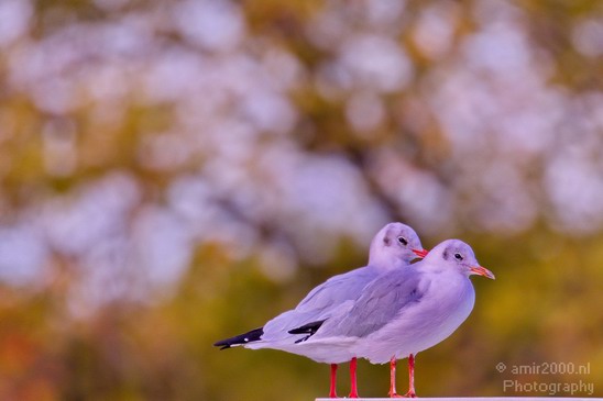 Seagull_nature_Landscape_Photography_009_Canon_EOS_5D_Mark_IV.JPG