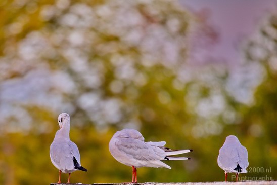 Seagull_nature_Landscape_Photography_010_Canon_EOS_5D_Mark_IV.JPG
