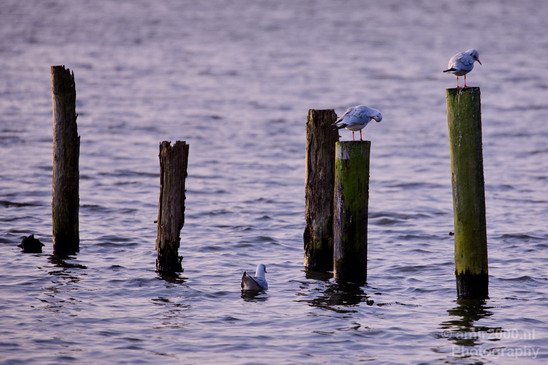 Seagull_nature_Landscape_Photography_012_Canon_EOS_5D_Mark_IV.JPG
