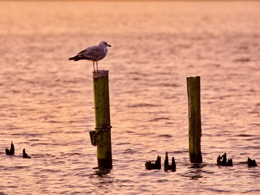Seagull_nature_Landscape_Photography_013_Canon_EOS_5D_Mark_IV.JPG