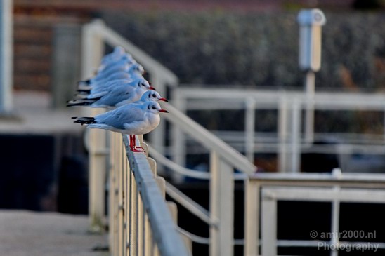 Seagull_nature_Landscape_Photography_015_Canon_EOS_5D_Mark_IV.JPG