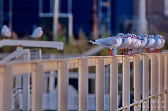 Seagull_nature_Landscape_Photography_017_Canon_EOS_5D_Mark_IV.JPG