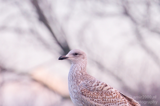 Seagull_nature_Landscape_Photography_022_Canon_EOS_5D_Mark_IV.JPG