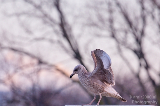 Seagull_nature_Landscape_Photography_023_Canon_EOS_5D_Mark_IV.JPG
