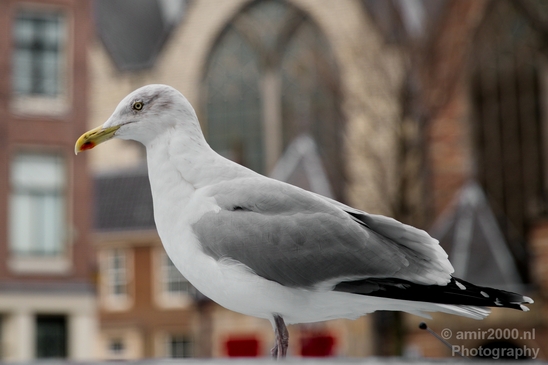 Seagull_nature_Landscape_Photography_025_Canon_EOS_5D_Mark_IV.JPG