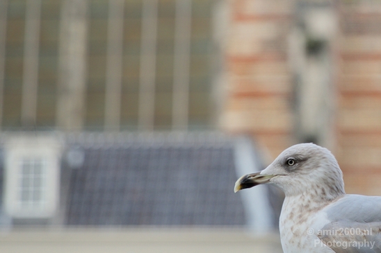 Seagull_nature_Landscape_Photography_026_Canon_EOS_5D_Mark_IV.JPG
