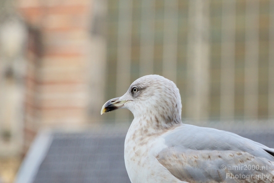 Seagull_nature_Landscape_Photography_027_Canon_EOS_5D_Mark_IV.JPG
