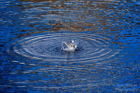 Seagull_nature_Landscape_Photography_028_Canon_EOS_5D_Mark_IV.JPG