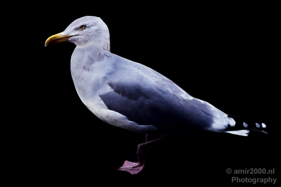 Seagull_nature_Landscape_Photography_032_Canon_EOS_5D_Mark_IV.JPG