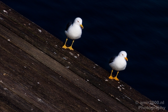 Seagull_nature_Landscape_Photography_033_Canon_EOS_5D_Mark_IV.JPG