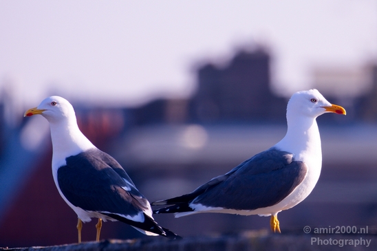 Seagull_nature_Landscape_Photography_034_Canon_EOS_5D_Mark_IV.JPG