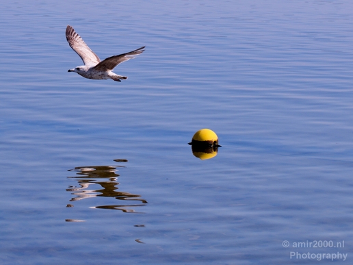 Seagull_nature_Landscape_Photography_035_Canon_EOS_5D_Mark_IV.JPG
