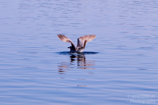 Seagull_nature_Landscape_Photography_036_Canon_EOS_5D_Mark_IV.JPG