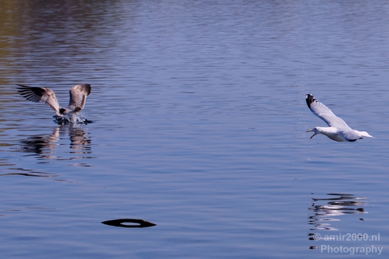 Seagull_nature_Landscape_Photography_037_Canon_EOS_5D_Mark_IV.JPG