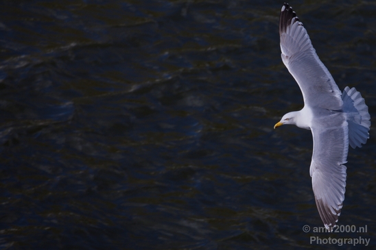 Seagull_nature_Landscape_Photography_038_Canon_EOS_5D_Mark_IV.JPG