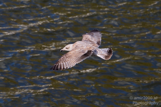 Seagull_nature_Landscape_Photography_039_Canon_EOS_5D_Mark_IV.JPG