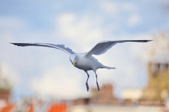 Seagull_nature_Landscape_Photography_040_Canon_EOS_5D_Mark_IV.JPG