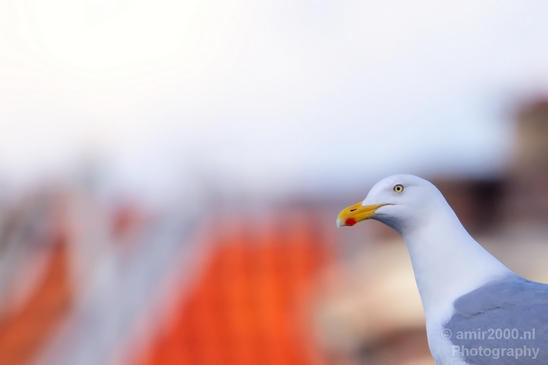 Seagull_nature_Landscape_Photography_041_Canon_EOS_5D_Mark_IV.JPG