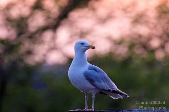 Seagull_nature_Landscape_Photography_042_Canon_EOS_5D_Mark_IV.JPG