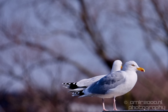Seagull_nature_Landscape_Photography_043_Canon_EOS_5D_Mark_IV.JPG