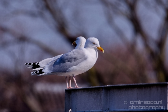Seagull_nature_Landscape_Photography_044_Canon_EOS_5D_Mark_IV.JPG