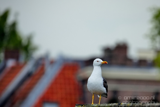 Seagull_nature_Landscape_Photography_045_Canon_EOS_5D_Mark_IV.JPG
