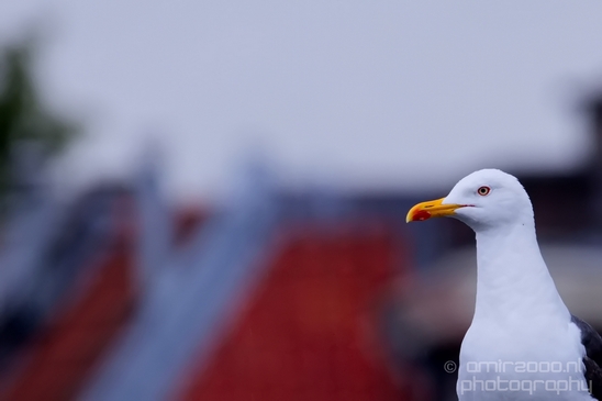 Seagull_nature_Landscape_Photography_046_Canon_EOS_5D_Mark_IV.JPG