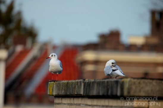 Seagull_nature_Landscape_Photography_047_Canon_EOS_5D_Mark_IV.JPG
