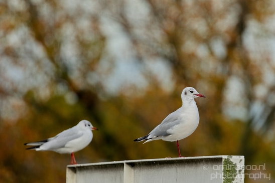 Seagull_nature_Landscape_Photography_048_Canon_EOS_5D_Mark_IV.JPG