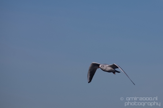 Seagull_nature_Landscape_Photography_049_Canon_EOS_5D_Mark_IV.JPG