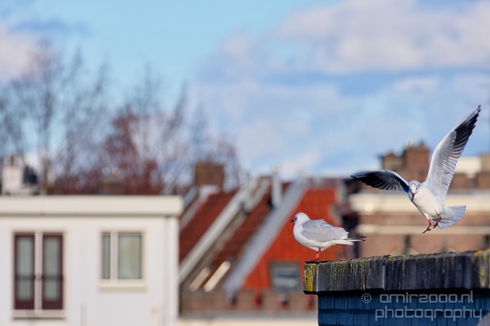 Seagull_nature_Landscape_Photography_051_Canon_EOS_5D_Mark_IV.JPG