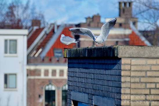 Seagull_nature_Landscape_Photography_052_Canon_EOS_5D_Mark_IV.JPG