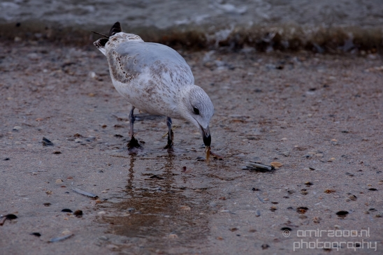 Seagull_nature_Landscape_Photography_053_Canon_EOS_5D_Mark_IV.JPG