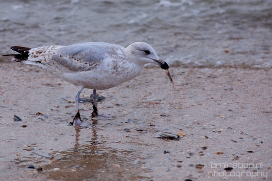 Seagull_nature_Landscape_Photography_054_Canon_EOS_5D_Mark_IV.JPG