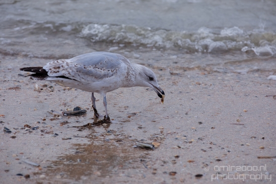 Seagull_nature_Landscape_Photography_055_Canon_EOS_5D_Mark_IV.JPG