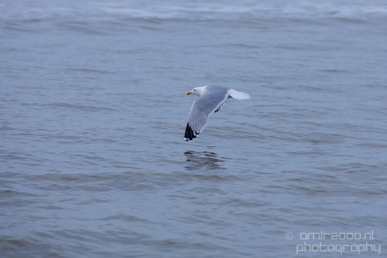 Seagull_nature_Landscape_Photography_057_Canon_EOS_5D_Mark_IV.JPG