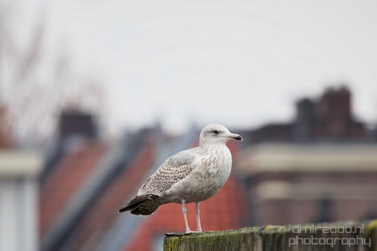 Seagull_nature_Landscape_Photography_059_Canon_EOS_5D_Mark_IV.JPG