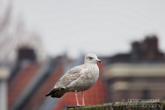 Seagull_nature_Landscape_Photography_060_Canon_EOS_5D_Mark_IV.JPG