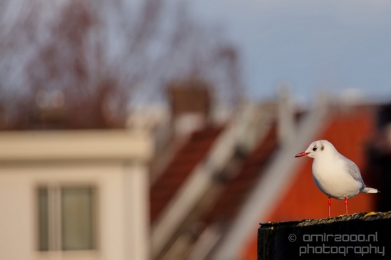 Seagull_nature_Landscape_Photography_061_Canon_EOS_5D_Mark_IV.JPG