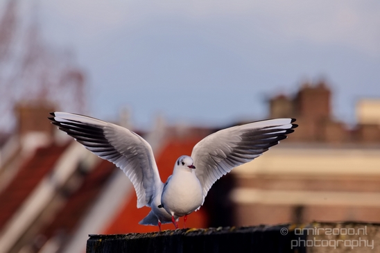 Seagull_nature_Landscape_Photography_062_Canon_EOS_5D_Mark_IV.JPG