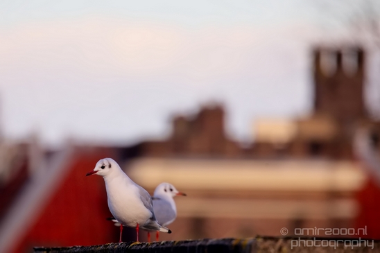 Seagull_nature_Landscape_Photography_063_Canon_EOS_5D_Mark_IV.JPG