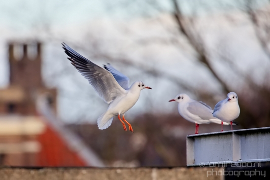 Seagull_nature_Landscape_Photography_064_Canon_EOS_5D_Mark_IV.JPG