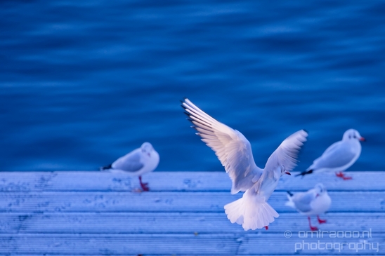 Seagull_nature_Photography_Landscape_004_Canon_EOS_5D_Mark_IV.JPG