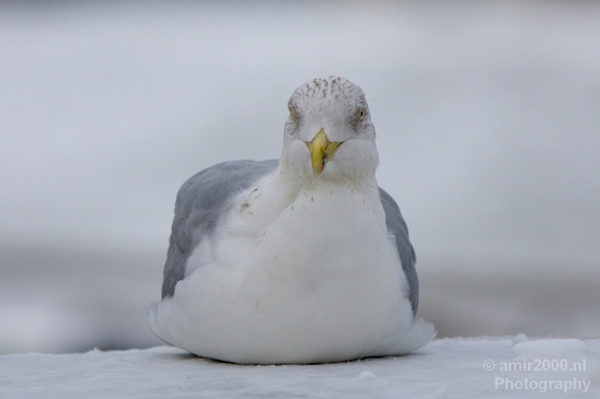 Seagull_nature_winter_scenery_Landscape_Photography_001_Canon_EOS_5D_Mark_IV.JPG