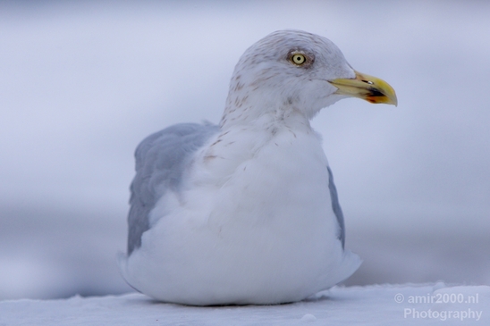 Seagull_nature_winter_scenery_Landscape_Photography_002_Canon_EOS_5D_Mark_IV.JPG