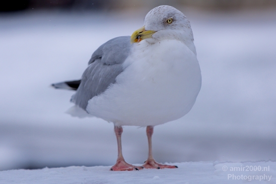Seagull_nature_winter_scenery_Landscape_Photography_003_Canon_EOS_5D_Mark_IV.JPG