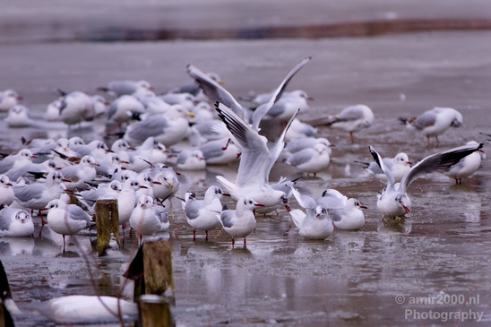 Seagull_nature_winter_scenery_Landscape_Photography_004_Canon_EOS_5D_Mark_IV.JPG