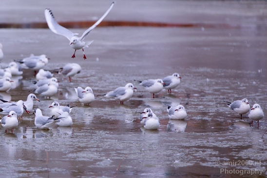 Seagull_nature_winter_scenery_Landscape_Photography_006_Canon_EOS_5D_Mark_IV.JPG